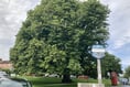 Axe may be looming over historic Sheet tree