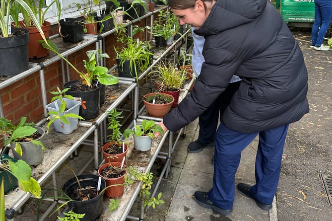 Phyllis Tuckwell's plant sales will resume once the new hospice opens