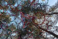 Creativity amidst nature: Heathland Artworks Trail at Farnham Heath