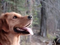 Dog walkers told to keep pets on leads during filming at Bourne Woods