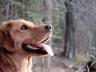 Dog walkers told to keep pets on leads during filming at Bourne Woods