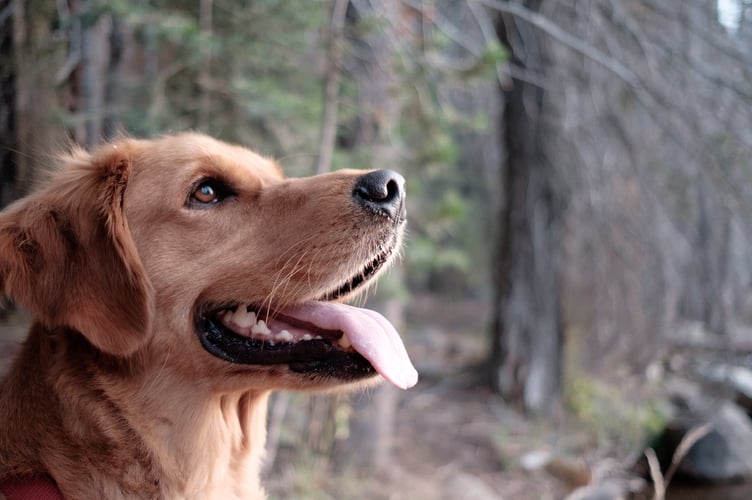 Dog Images & Pictures Animals Images & Pictures Canine Pet Golden Retriever Puppies Images & Pictures Summer Images & Pictures Tounge Whiskers Nose Tongue Hd Forest Wallpapers Woodland Happy Images & Pictures Tree Images & Pictures Tree Images & Pictures Sunset Images & Pictures Mammal Hd Grey Wallpapers Free Pictures
