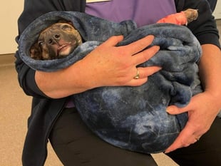 RSPCA reveals ‘heartbreaking’ scale of cruelty to dogs in Surrey