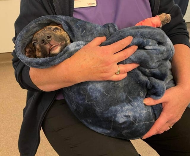 RSPCA reveals ‘heartbreaking’ scale of cruelty to dogs in Surrey