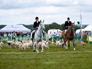 Join a celebration of Hampshire's countryside and sports