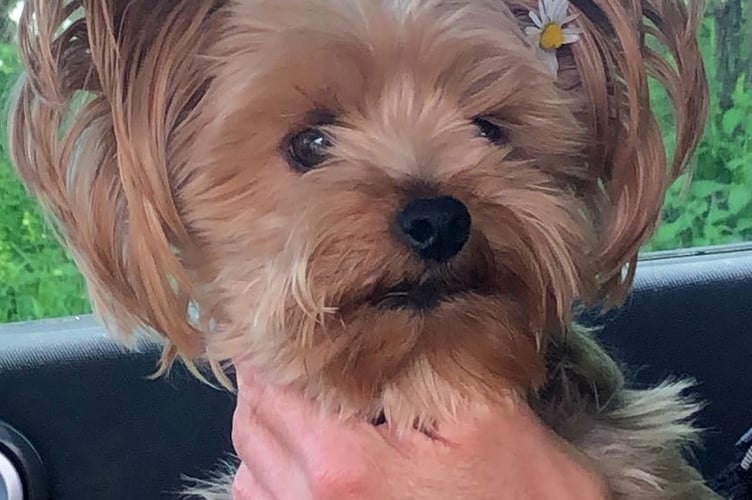 Missing Clanfield dog