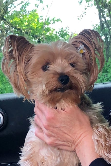 Missing Clanfield dog