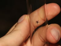 Sixteen-year-old battling Lyme disease was misdiagnosed with arthritis