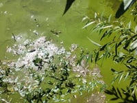 Pong at the pond: Algae causing a stink at Petersfield beauty spot