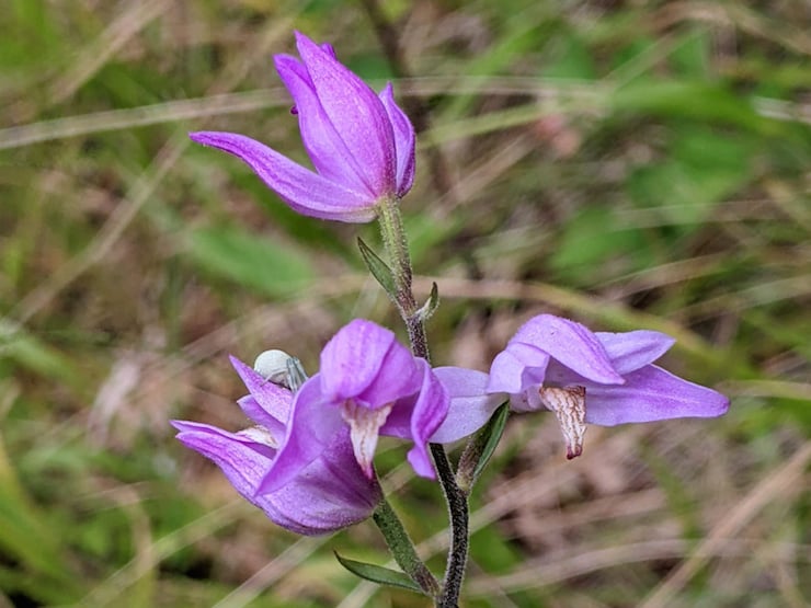 Red helleborine orchid.