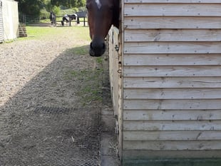 Meon Valley stable owner pays hefty price for ignoring planners