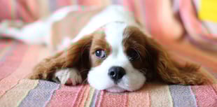 Church for dogs: Parish to hold annual service for pets this Sunday