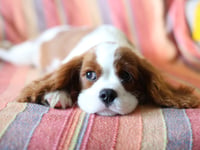 Church for dogs: Parish to hold annual service for pets this Sunday