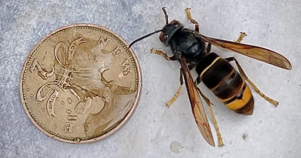 Farnham Beekeepers issue 'urgent' Asian hornet warning after sightings