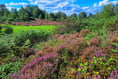 Download these smartphone apps to help you explore our heathland...