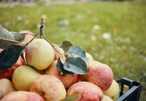 Press day at Petersfield Community Garden