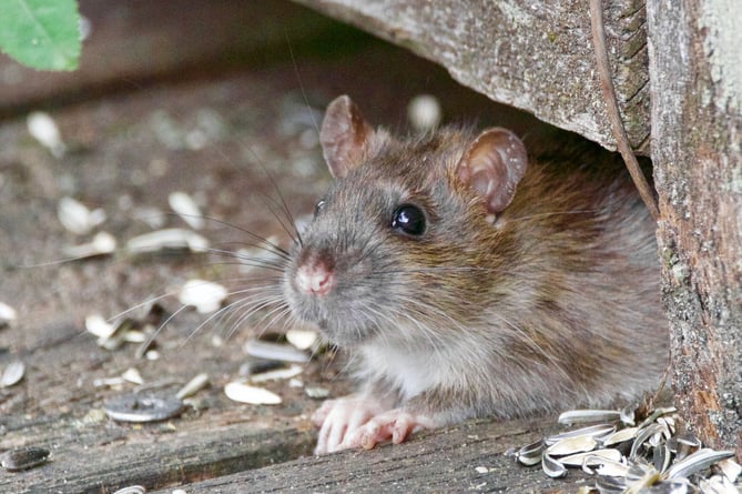 Is the council's poor litter-picking regime increasing the rat population in Petersfield?