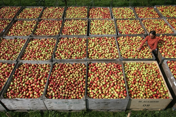 Quality Control Supervisor, Beatrice Tibu, 32, checks Cox's Orange Pippin apple harvest at Blackmoor Orchards