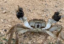 Video: Dog walker's surprise as invasive crab seen scuttling along path in Bushy Park