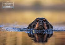 Gallery: Check out Diane Gollowitzer's incredible award-winning doggie snaps