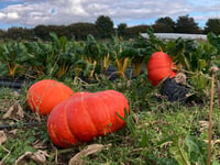 Blood-red pumpkins ready to be picked at Farnham Community Farm