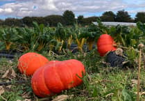 Blood-red pumpkins ready to be picked at Farnham Community Farm