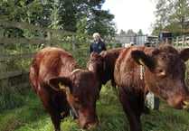 Bullocks 'the Three A'moogos' moove in at Tice's Meadow Nature Reserve