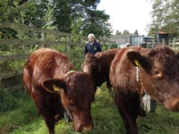 Bullocks 'the Three A'moogos' moove in at Tice's Meadow Nature Reserve