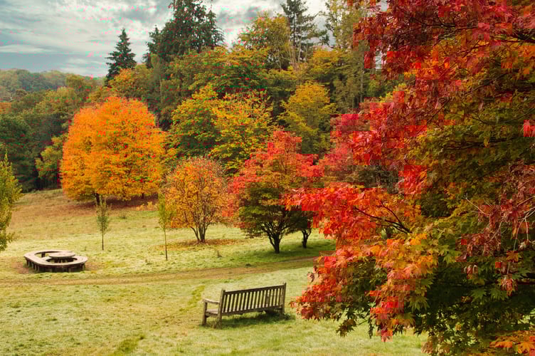 Autumn always looks beautiful at Winkworth but, this year the colour has been a little later than expected