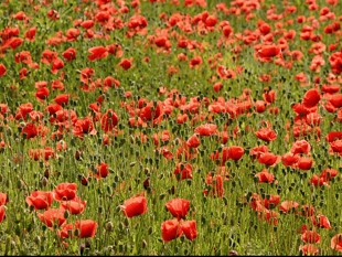 You are invited to a Remembrance Service this Sunday in Haslemere