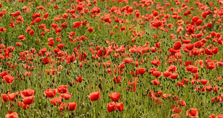 Poppy fields