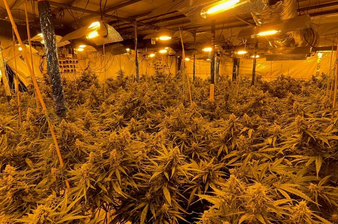 Police raided two cannabis farms, in Farnham and Guildford last week
