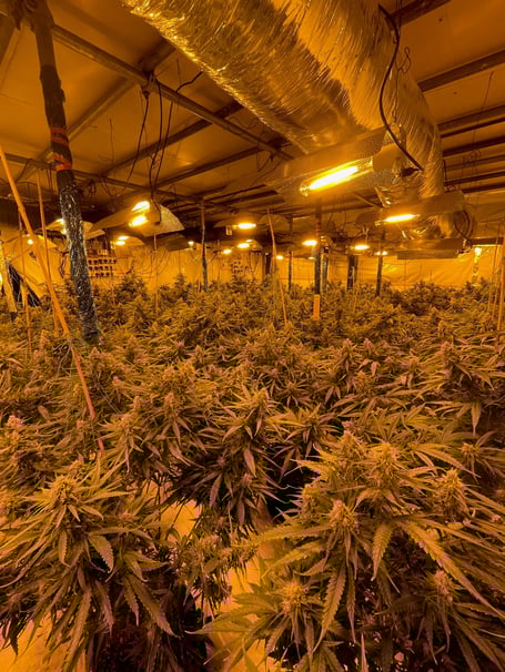 Police raided two cannabis farms, in Farnham and Guildford last week