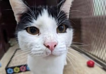 ‘Characterful cat’ Darwin waiting for a home after 185 days in care