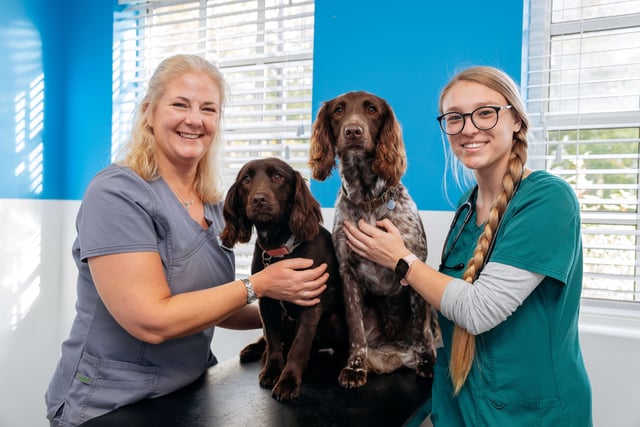 Petersfield vet who saved two dogs makes poisonous mushroom warning
