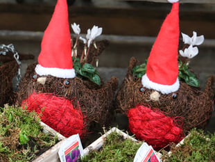 Win a £250 voucher to spend in-store at Squire’s Garden Centres