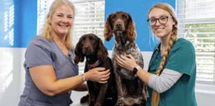 Mushroom poisoning fears of dog walkers in Petersfield