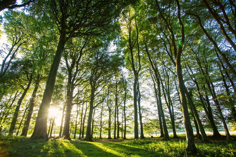 Woodland in sunlight in the South Downs National Park