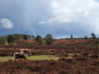 Heathwatch: Surrey and Hampshire's heath wouldn’t exist without us...