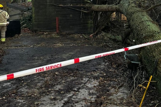 Two horses rescued after tree falls on Liphook stable
