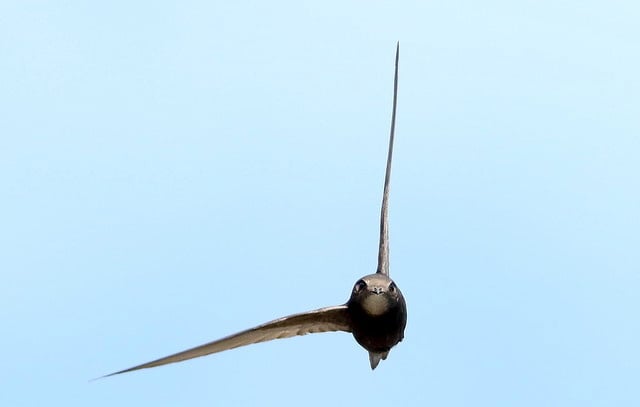 Hampshire Swifts