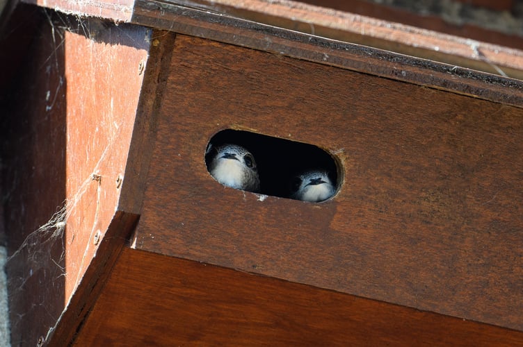 Hampshire Swifts