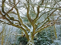 Royal invitation to Bordon: Carols around the King Oak at Deadwater