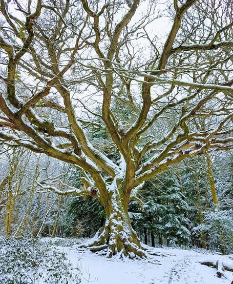 King Oak Deadwater