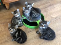 Cats Protection appeals for unwanted Christmas presents to help cats
