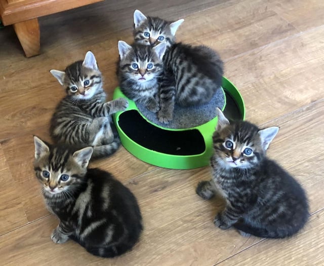 Cats Protection appeals for unwanted Christmas presents to help cats