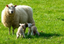 Police warn dog owners to keep their animals away from pregnant sheep