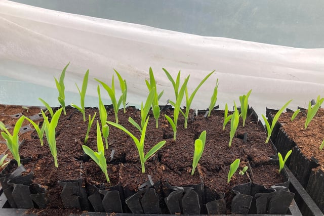 Farnham Community Farm: Now is the right time to start growing seeds