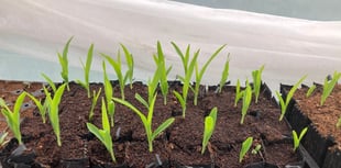 Farnham Community Farm: Now is the right time to start growing seeds