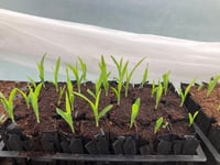 Farnham Community Farm: Now is the right time to start growing seeds
